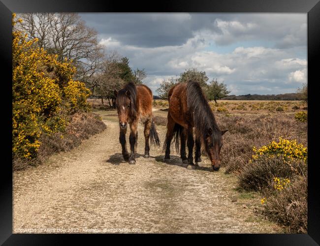 Horses in the New Forest Framed Print by Andy Dow