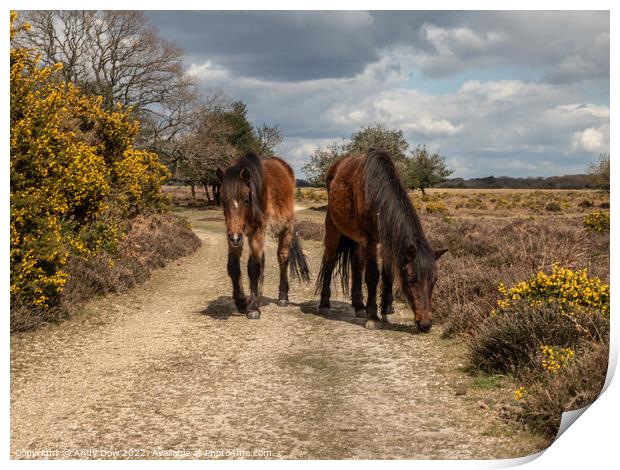 Horses in the New Forest Print by Andy Dow