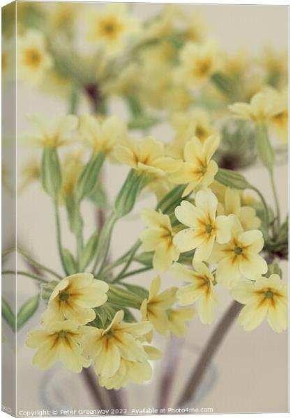 Yellow Primroses Flowers At A Village Spring Fete In Oxfordshire Canvas Print by Peter Greenway