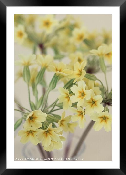Yellow Primroses Flowers At A Village Spring Fete In Oxfordshire Framed Mounted Print by Peter Greenway