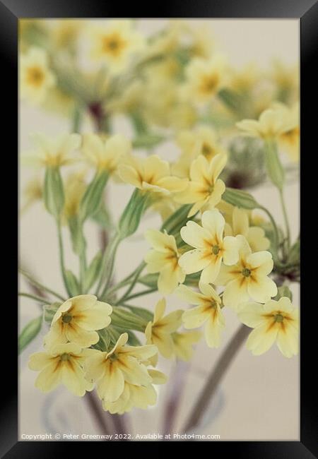 Yellow Primroses Flowers At A Village Spring Fete In Oxfordshire Framed Print by Peter Greenway