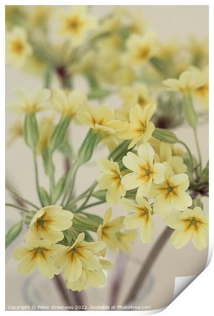 Yellow Primroses Flowers At A Village Spring Fete In Oxfordshire Print by Peter Greenway