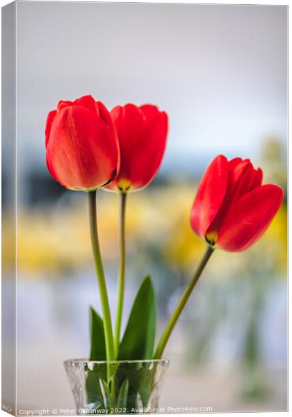 Red Tulips In A Vase At A Village Spring Fete In Oxfordshire Canvas Print by Peter Greenway