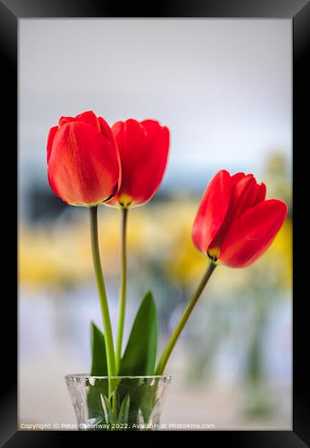 Red Tulips In A Vase At A Village Spring Fete In Oxfordshire Framed Print by Peter Greenway