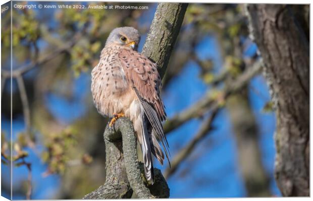 Magnificent Kestrel Canvas Print by Kevin White