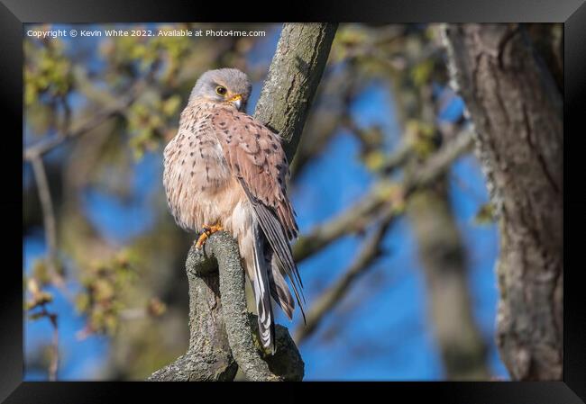 Magnificent Kestrel Framed Print by Kevin White