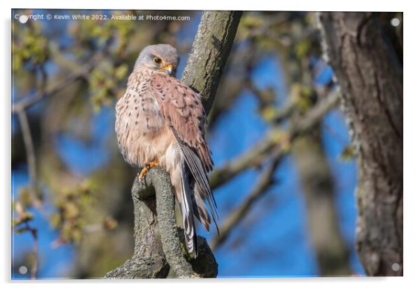 Magnificent Kestrel Acrylic by Kevin White