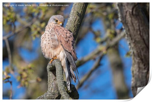 Magnificent Kestrel Print by Kevin White