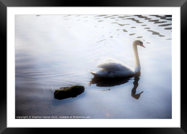 Graceful Mute Swan Framed Mounted Print by Stephen Hamer
