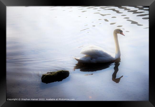 Graceful Mute Swan Framed Print by Stephen Hamer