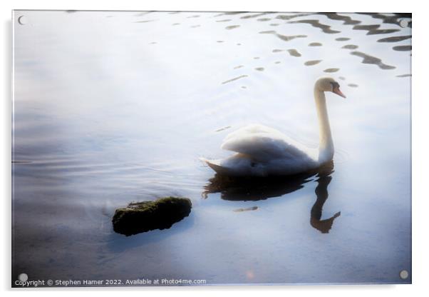 Graceful Mute Swan Acrylic by Stephen Hamer