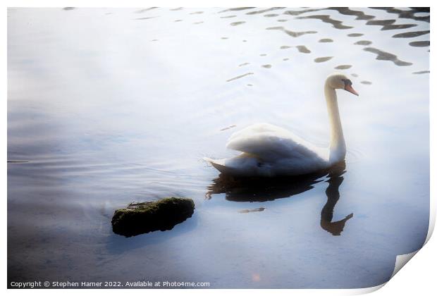 Graceful Mute Swan Print by Stephen Hamer