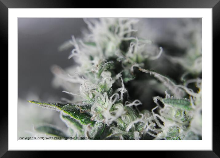 Cannabis Plant in flower Framed Mounted Print by Craig Weltz