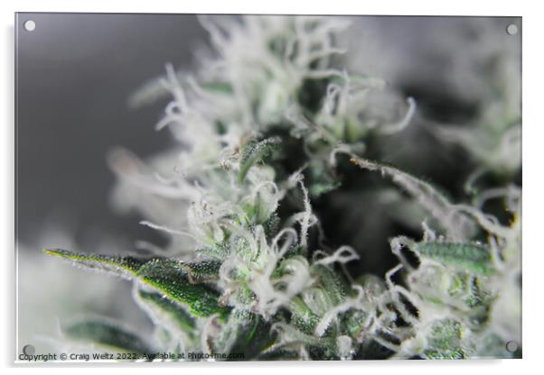 Cannabis Plant in flower Acrylic by Craig Weltz