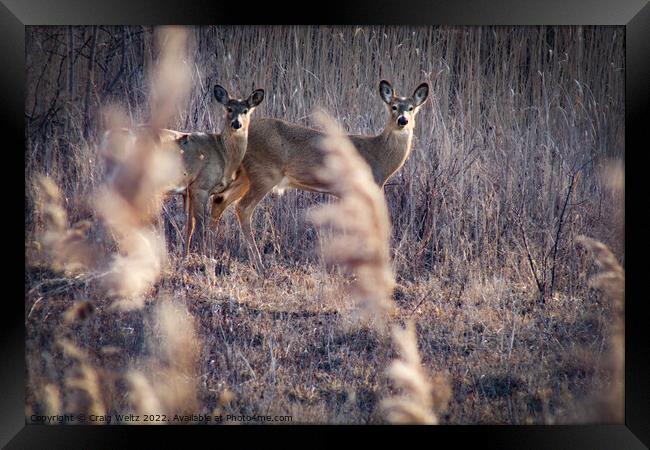 2 Alert Deer standing on a dry grass field Framed Print by Craig Weltz
