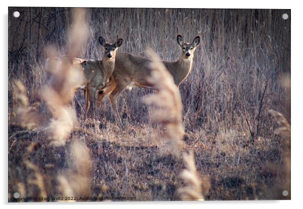 2 Alert Deer standing on a dry grass field Acrylic by Craig Weltz