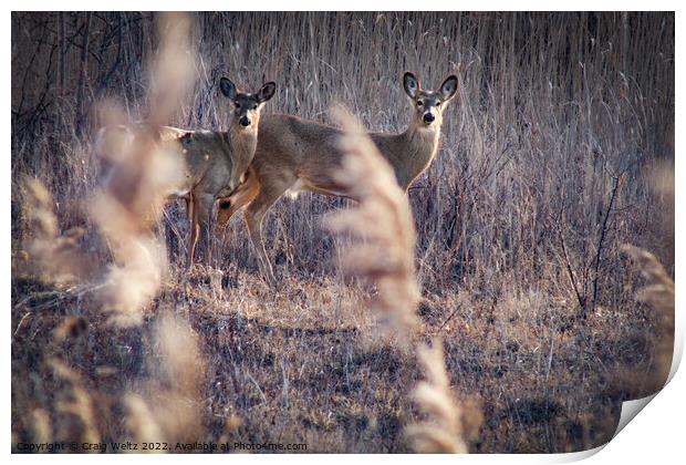 2 Alert Deer standing on a dry grass field Print by Craig Weltz
