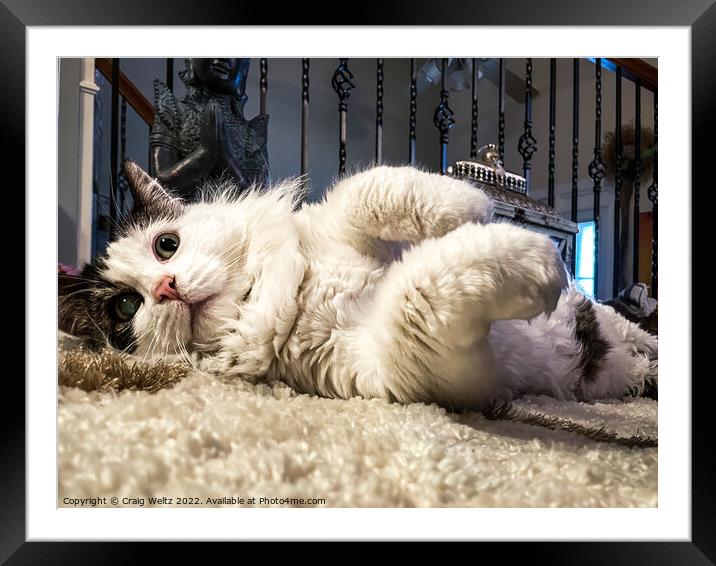 A cat lying on his back  Framed Mounted Print by Craig Weltz