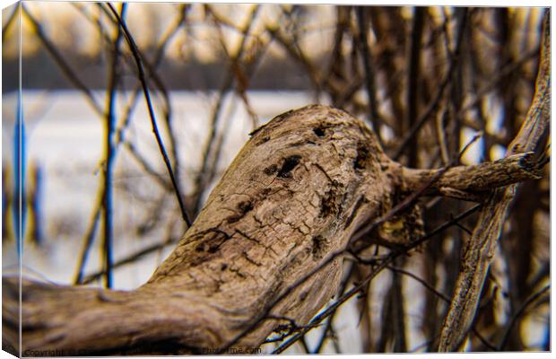 Driftwood resting on the shore of Westminster ponds London Canvas Print by Craig Weltz