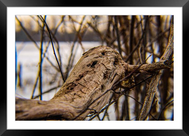 Driftwood resting on the shore of Westminster ponds London Framed Mounted Print by Craig Weltz