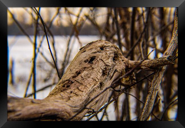 Driftwood resting on the shore of Westminster ponds London Framed Print by Craig Weltz