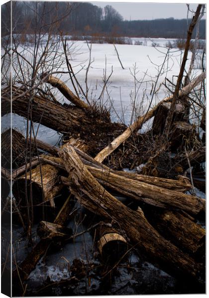 Driftwood And Log Canvas Print by Craig Weltz