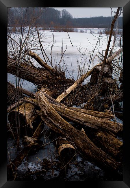 Driftwood And Log Framed Print by Craig Weltz