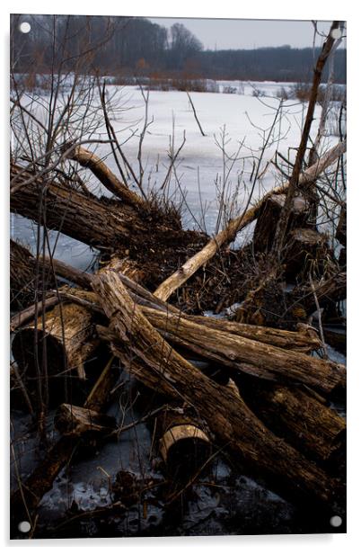 Driftwood And Log Acrylic by Craig Weltz