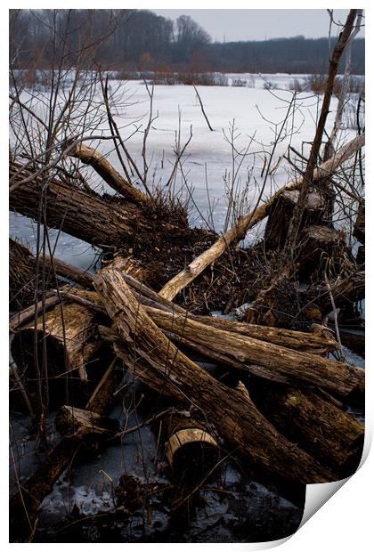 Driftwood And Log Print by Craig Weltz