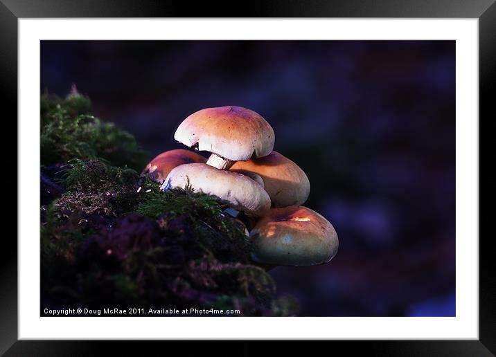 Mushrooms Framed Mounted Print by Doug McRae