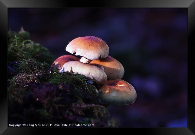 Mushrooms Framed Print by Doug McRae