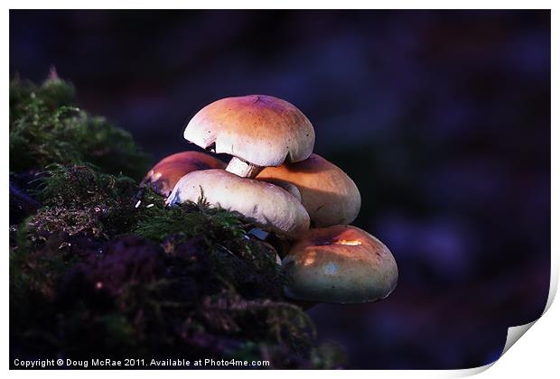 Mushrooms Print by Doug McRae