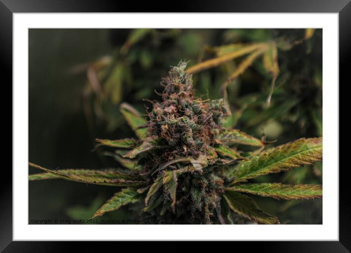 Medical Cannabis in Flower Framed Mounted Print by Craig Weltz