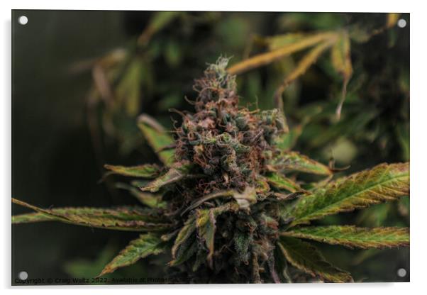 Medical Cannabis in Flower Acrylic by Craig Weltz