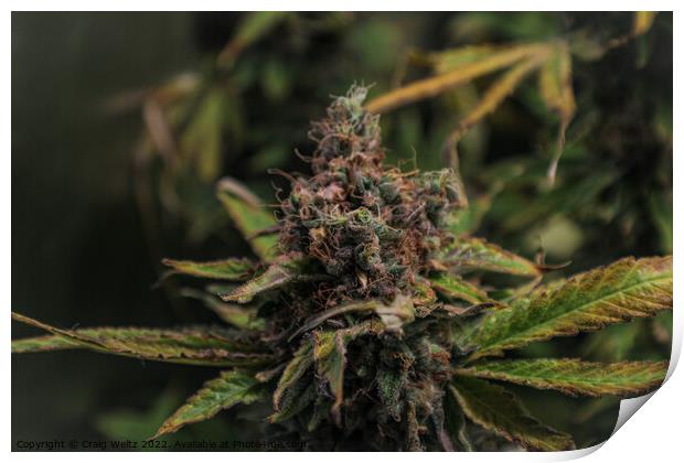Medical Cannabis in Flower Print by Craig Weltz
