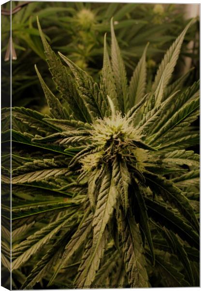 A close up of a Cannabis plant Canvas Print by Craig Weltz