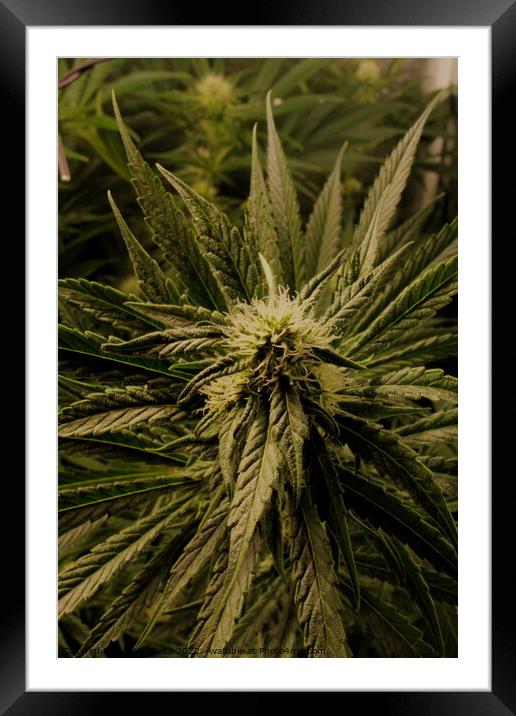 A close up of a Cannabis plant Framed Mounted Print by Craig Weltz