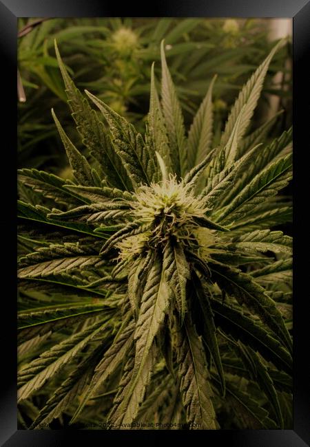 A close up of a Cannabis plant Framed Print by Craig Weltz