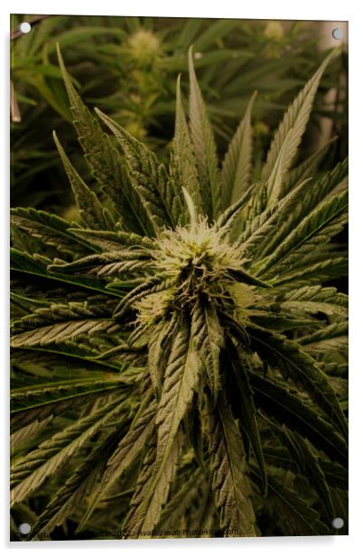 A close up of a Cannabis plant Acrylic by Craig Weltz