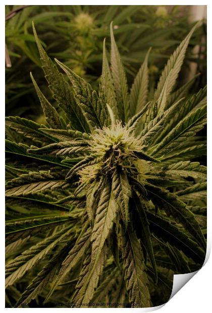 A close up of a Cannabis plant Print by Craig Weltz