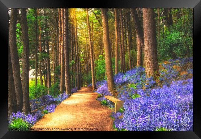 Bluebells Of The Peak Framed Print by Alison Chambers