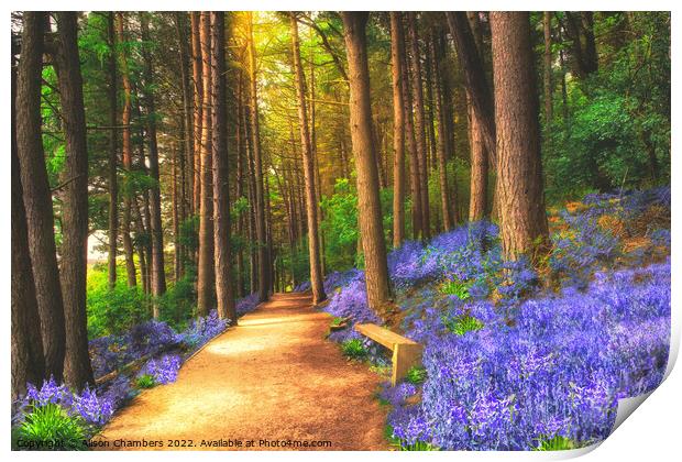 Bluebells Of The Peak Print by Alison Chambers