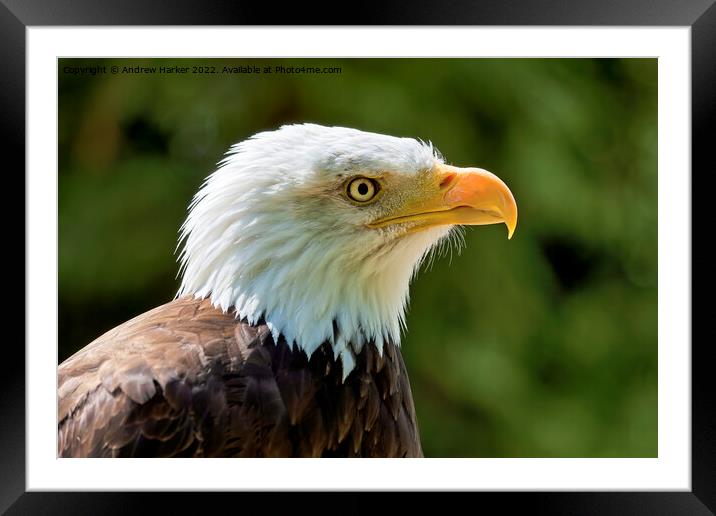 Bald Eagle (Haliaeetus leucocephalus) Framed Mounted Print by Andrew Harker