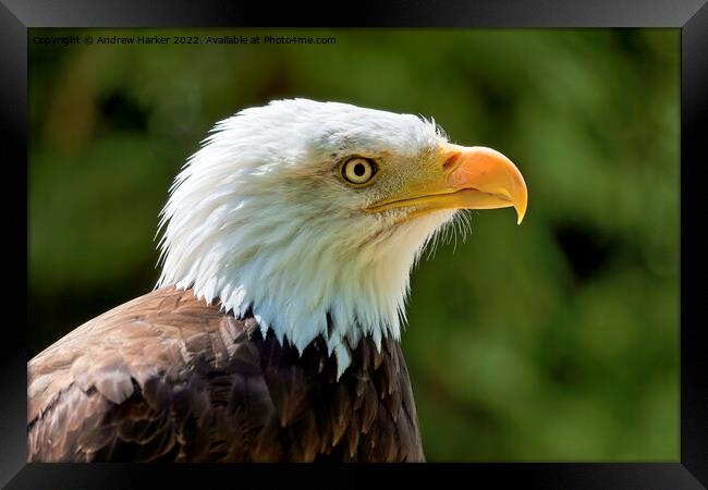 Bald Eagle (Haliaeetus leucocephalus) Framed Print by Andrew Harker