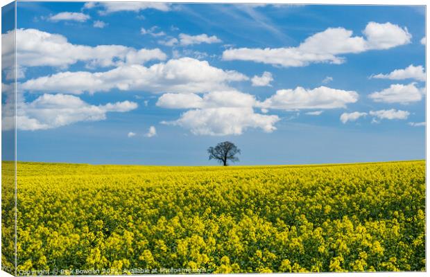 Rapeseed Tree Canvas Print by Rick Bowden