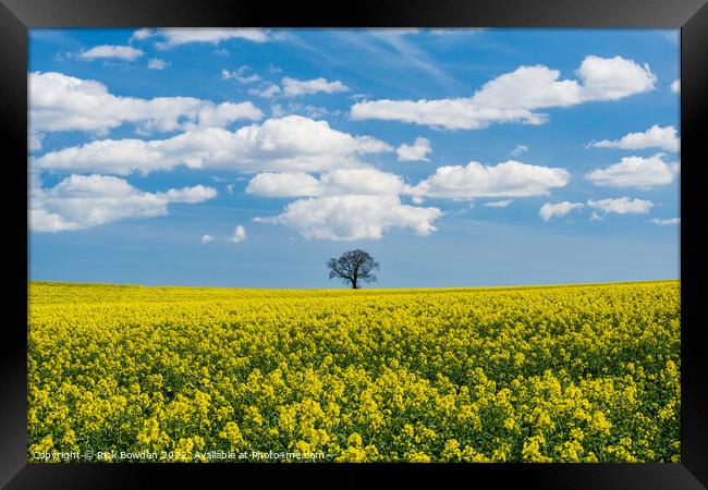 Rapeseed Tree Framed Print by Rick Bowden