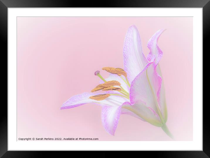 full pink Lily Framed Mounted Print by Sarah Perkins
