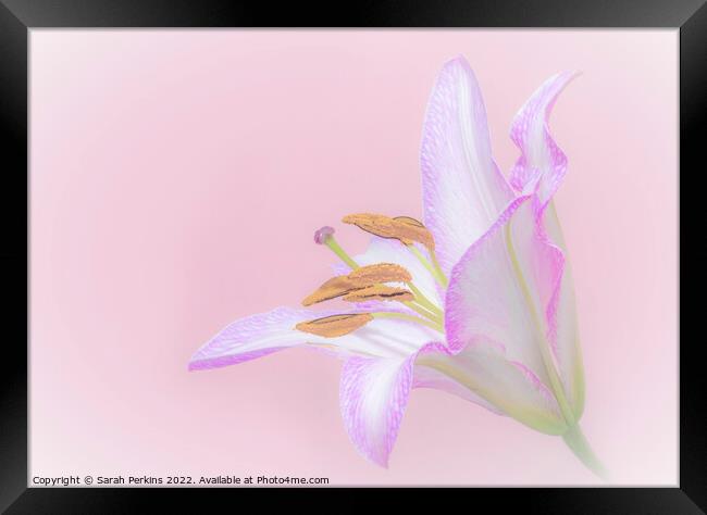 full pink Lily Framed Print by Sarah Perkins