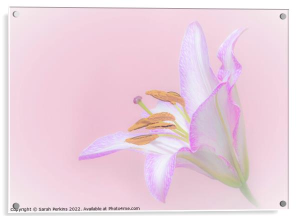 full pink Lily Acrylic by Sarah Perkins