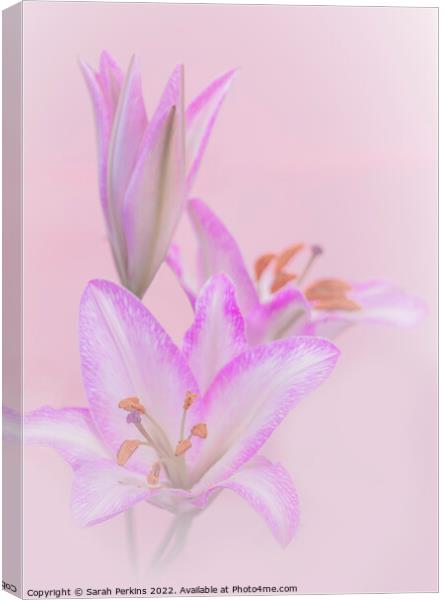 Pink Lilies Canvas Print by Sarah Perkins